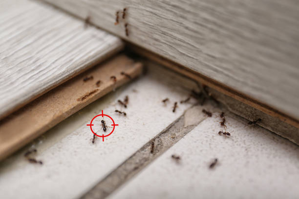 Best Bird Control  in Arlington, OH
